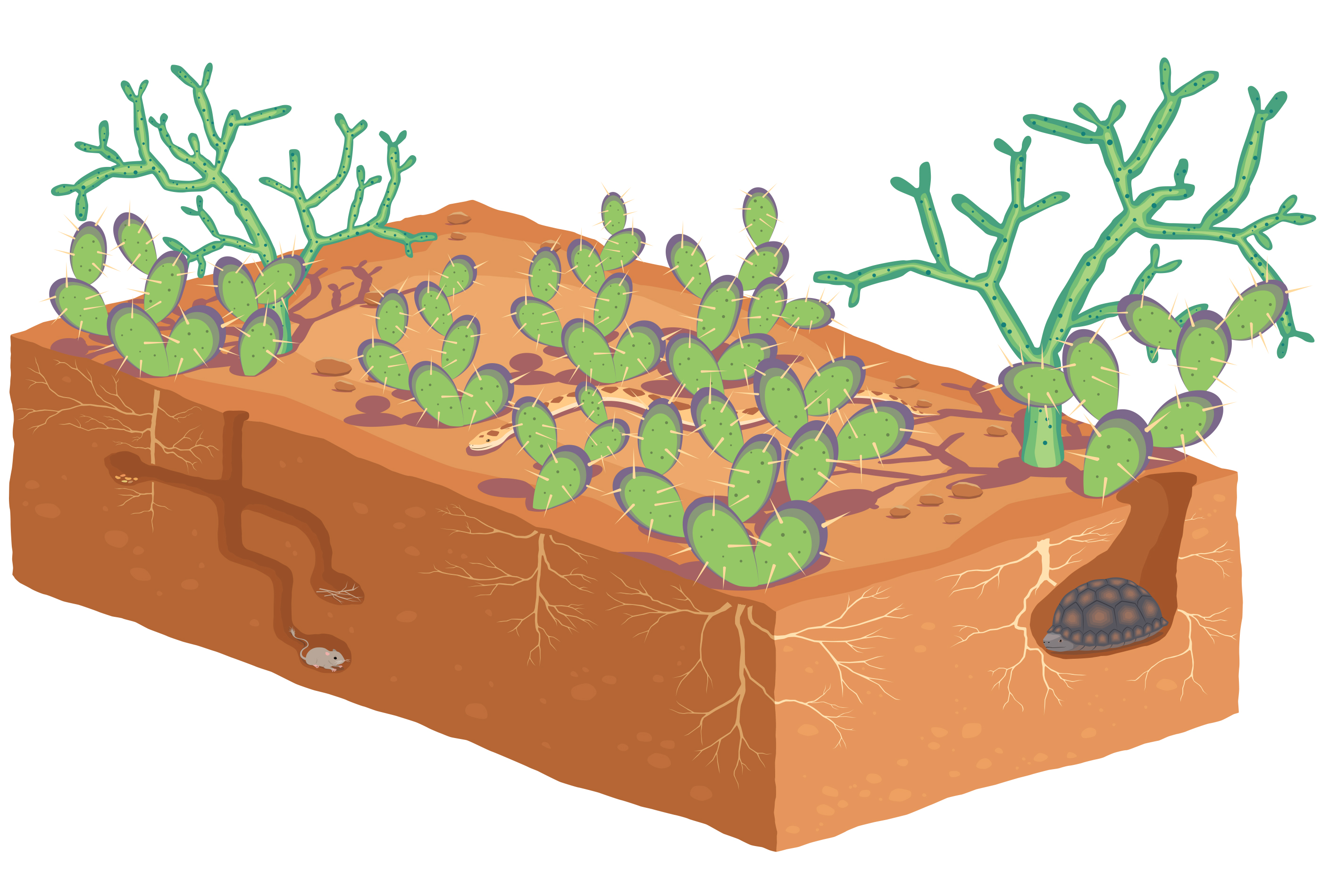 desert land cutaway with cactus and animals in burrows