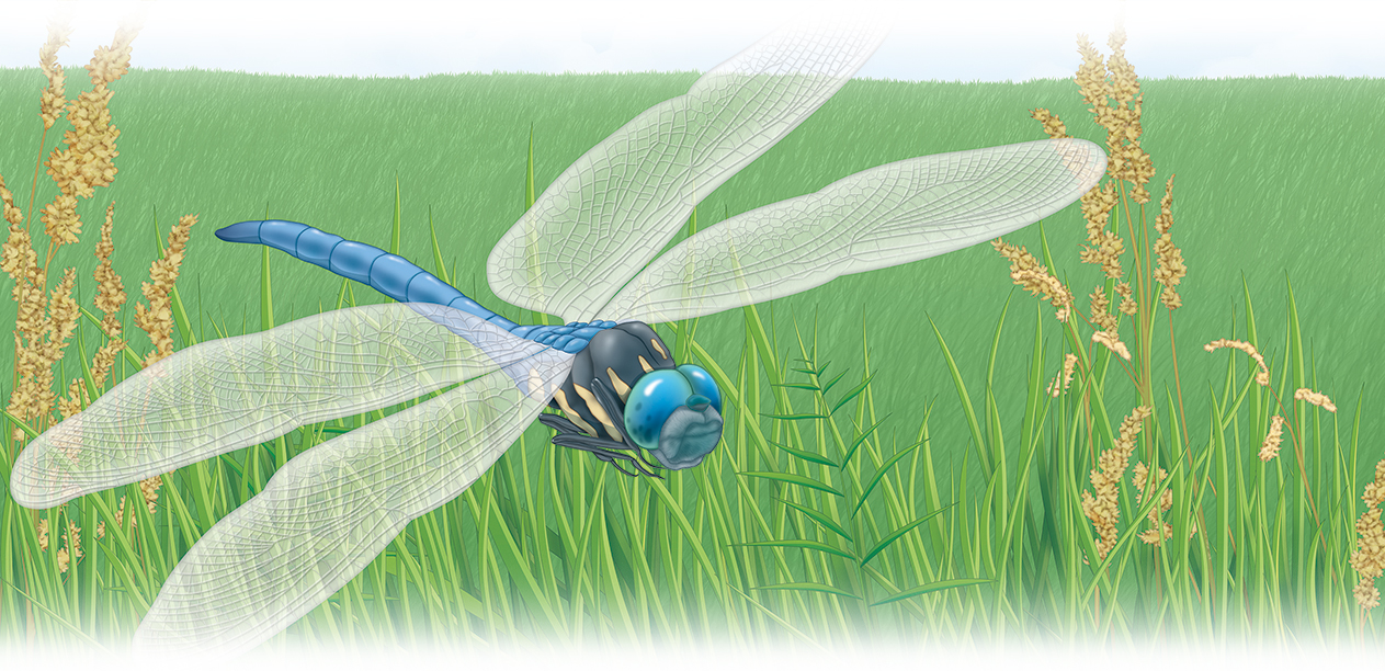 dragonfly flying over a field of tall grass