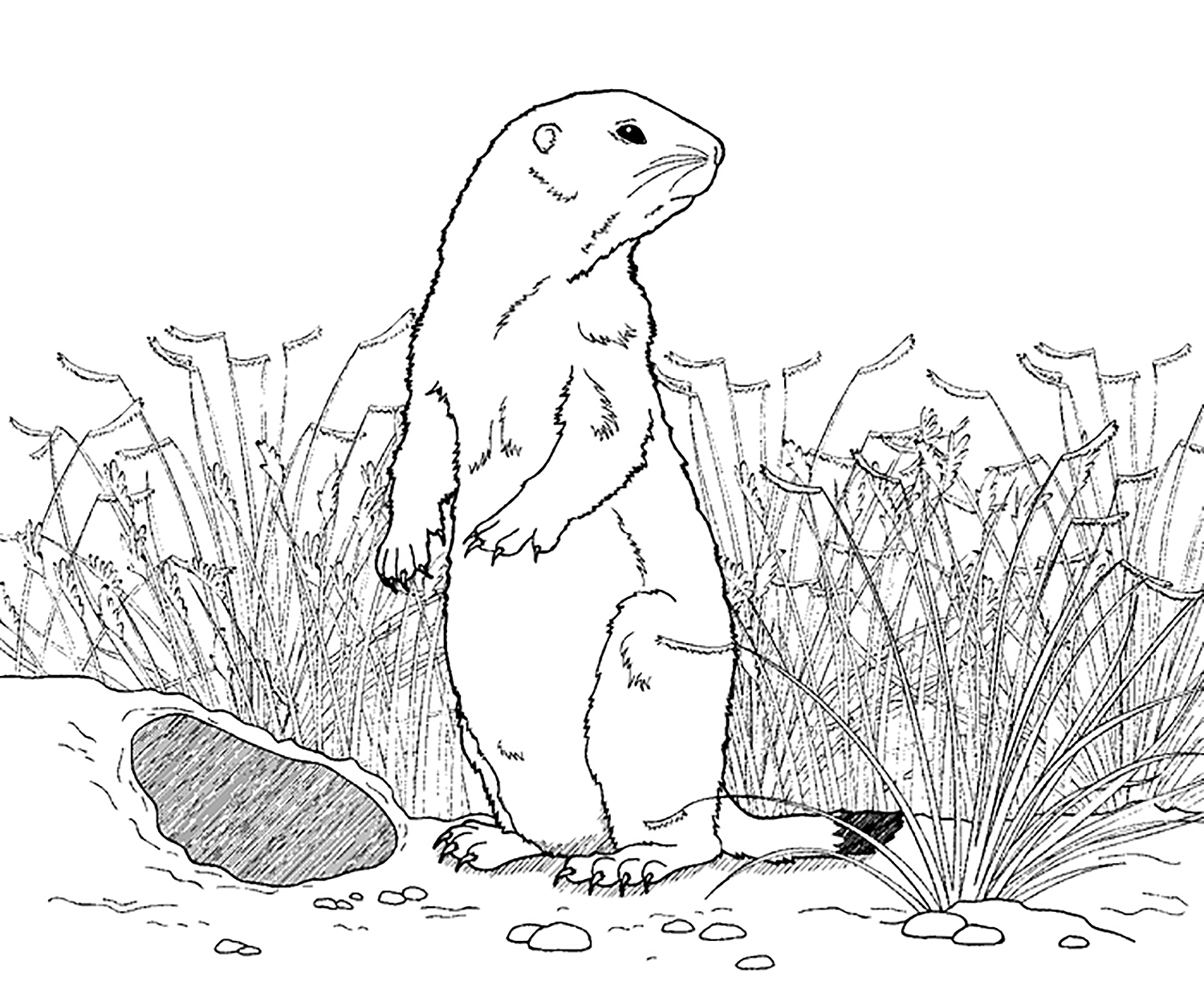 prairie dog