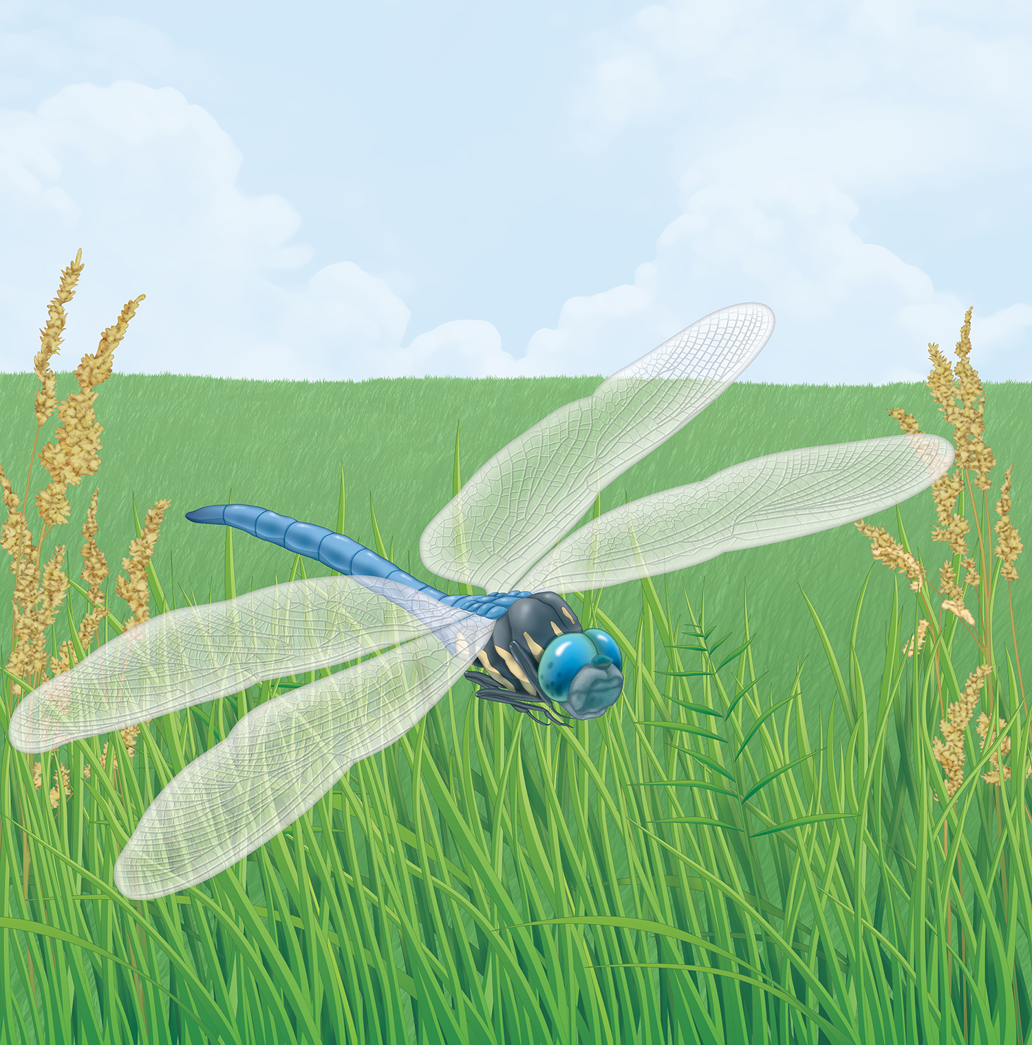 dragonfly flying over a field of tall grass