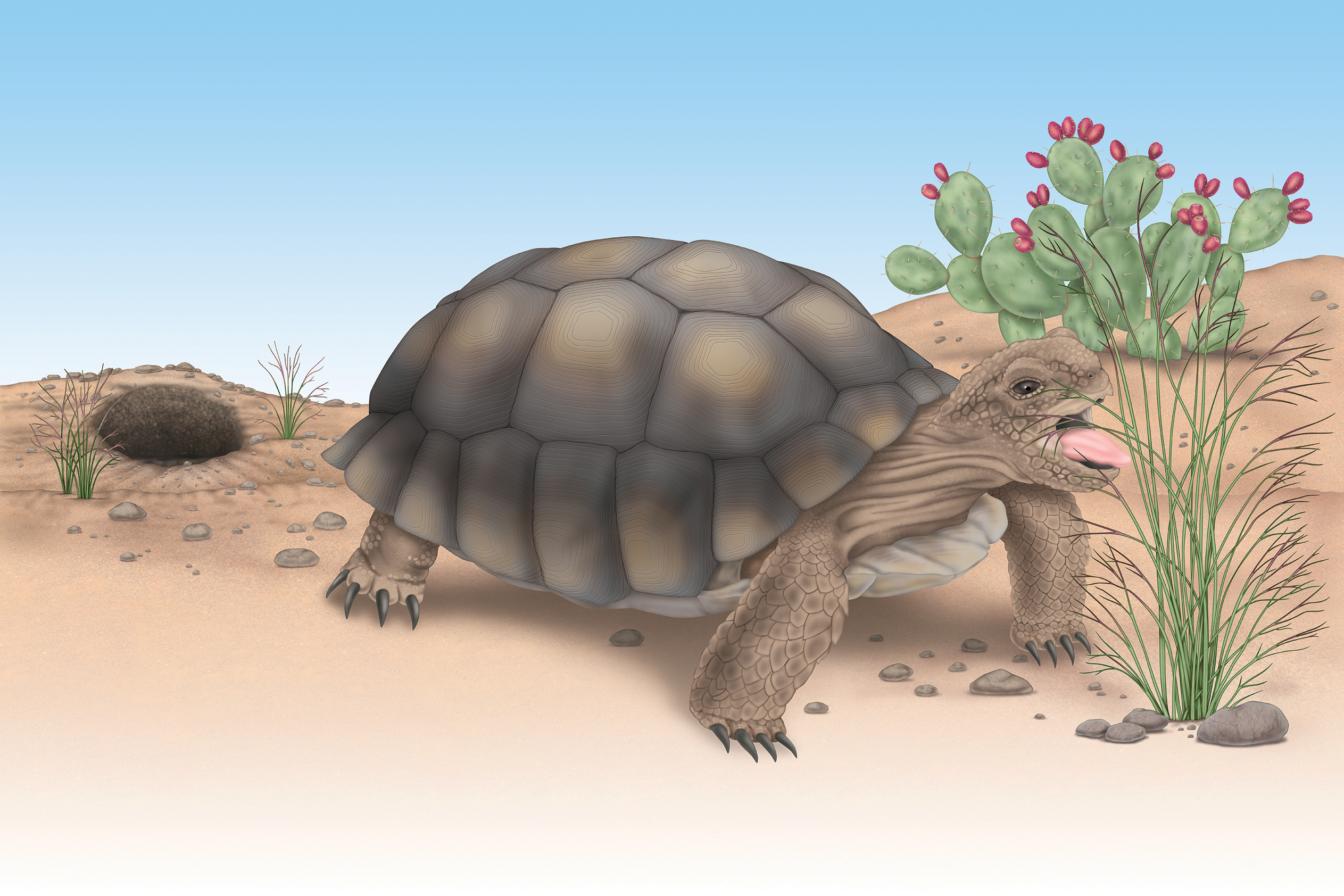 desert tortoise eating grass