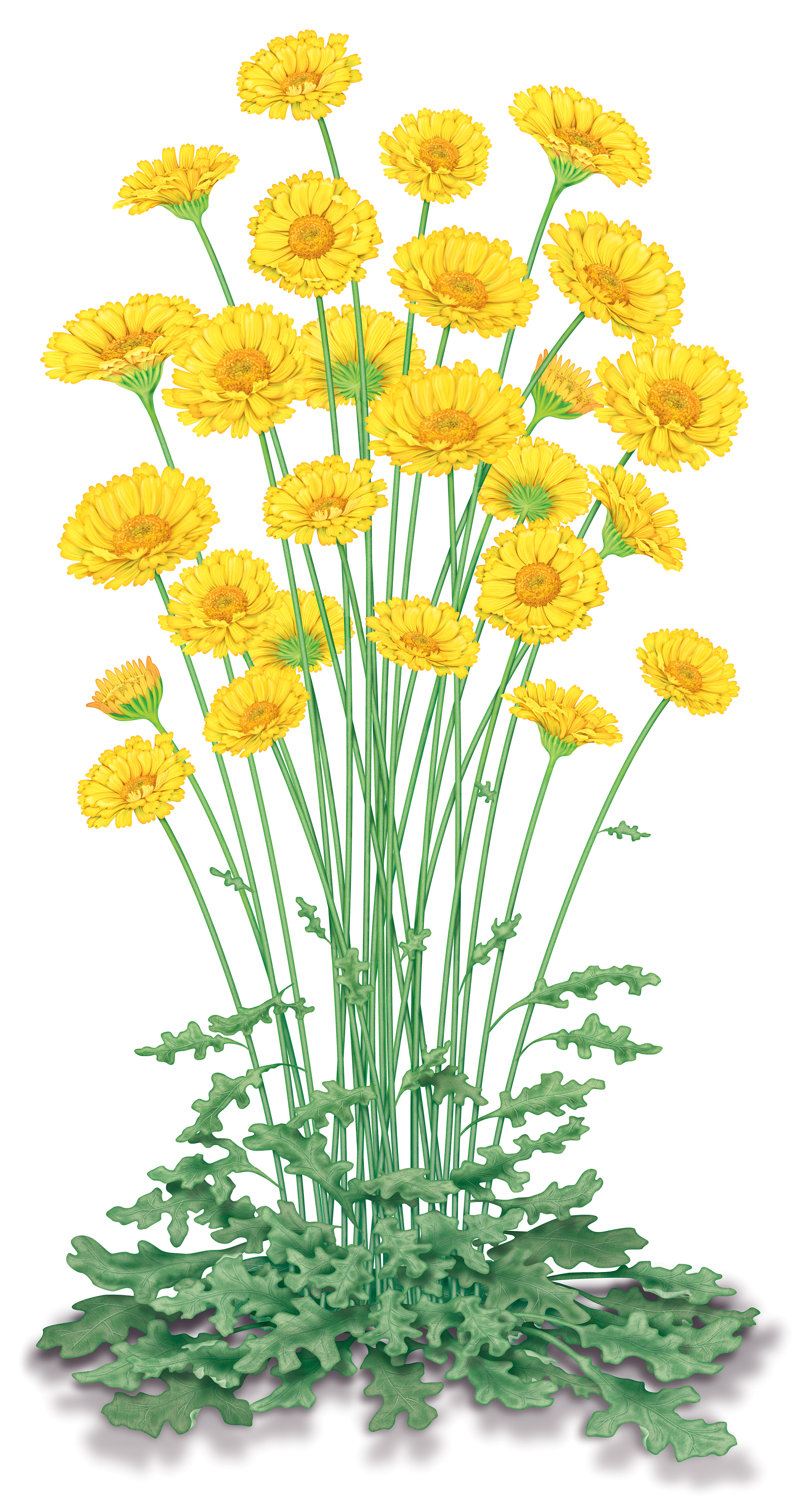 desert marigold