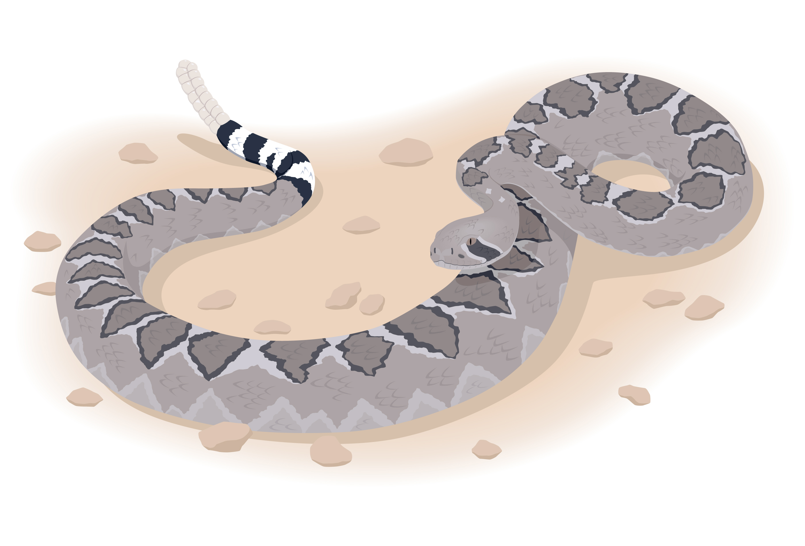 rattlesnake