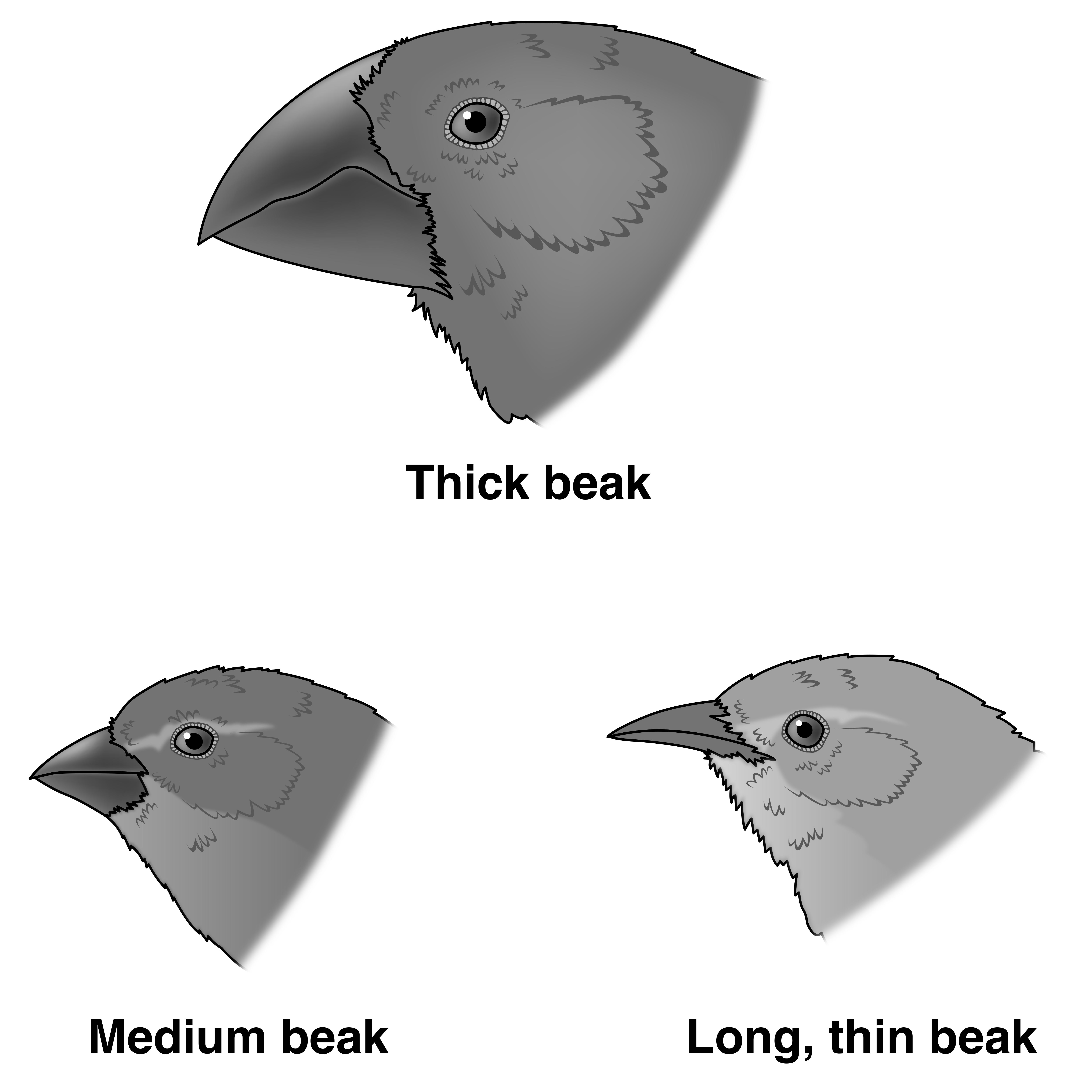 different finch beaks