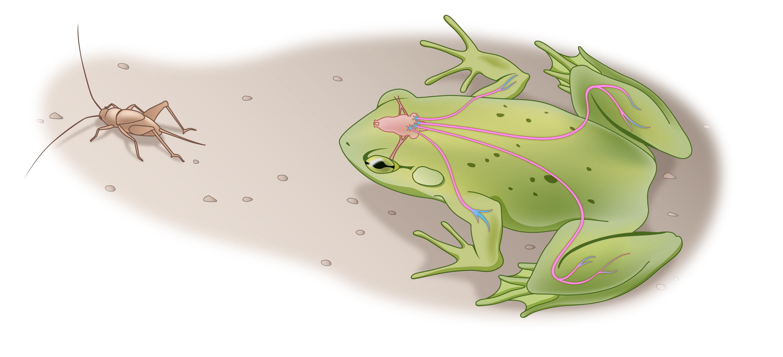 frog's brain and nerves responding to the sight of a cricket