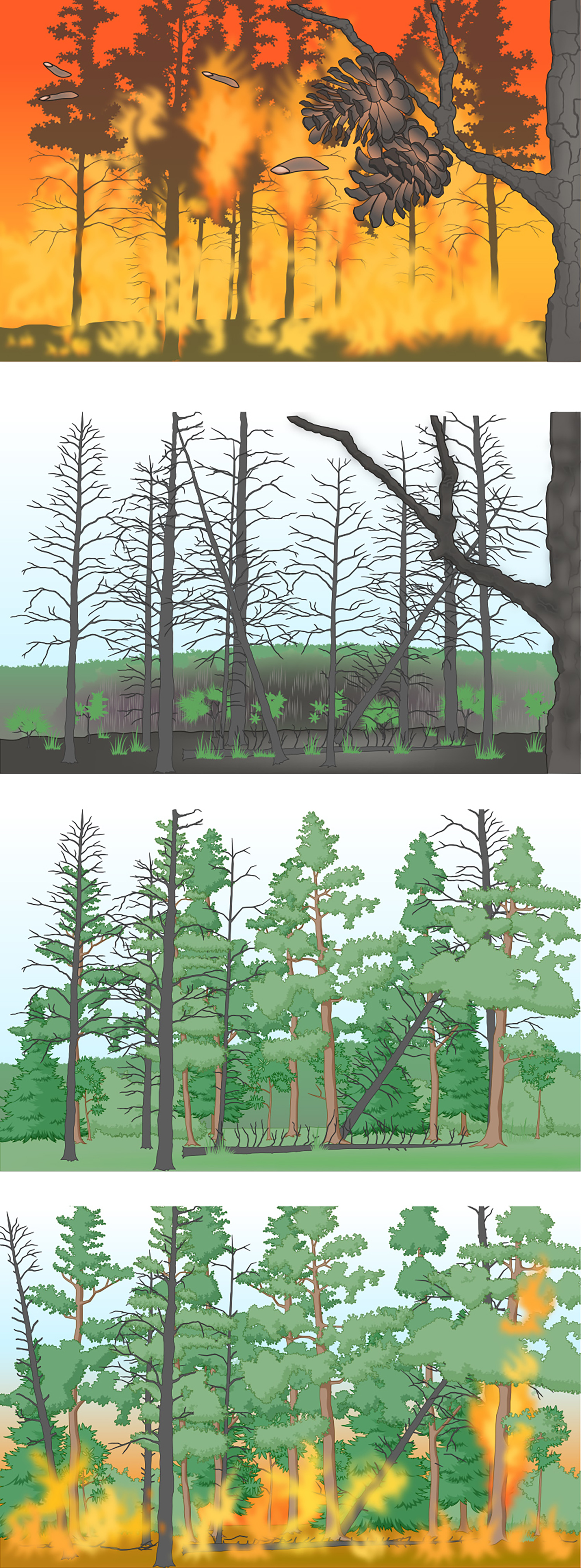 four images of a wildfire's effects on a forest